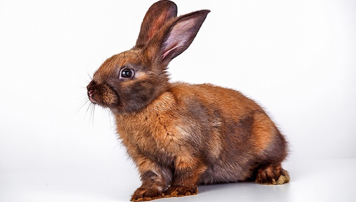 Кролики — это не только ценный мех… - фото