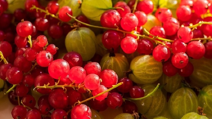 Осень – время для заготовки трав и целебных ягод - фото