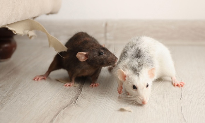 Как выселить соседа с крысами и тараканами - фото