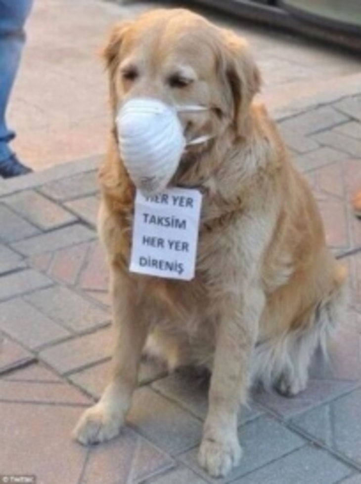 Турецкие собаки потравились слезоточивым газом - фото