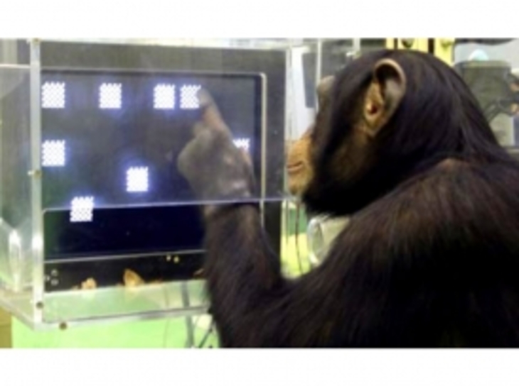 Умственные способности шимпанзе выше человеческих? - фото