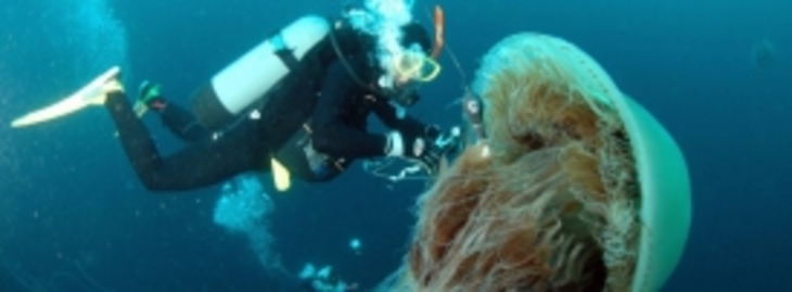 Ученые бьют тревогу: медузы заполонили моря и океаны - фото