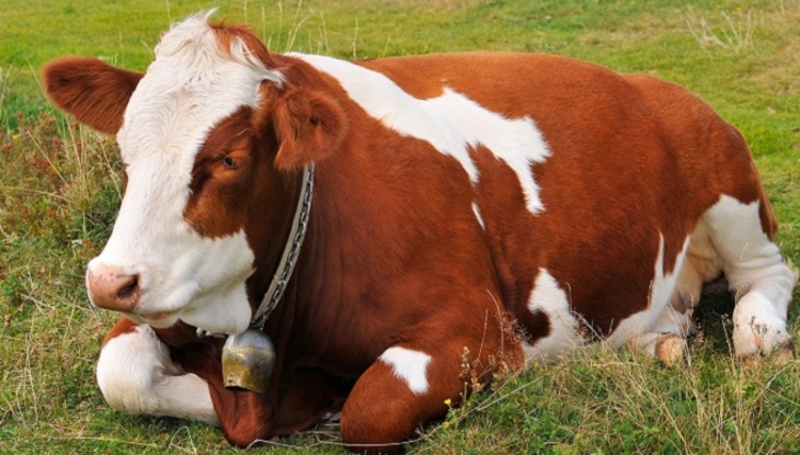 Швейцарские ученые озадачены самоубийством коров - фото