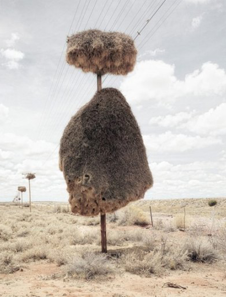 Необычные гнезда в пустыне - фото
