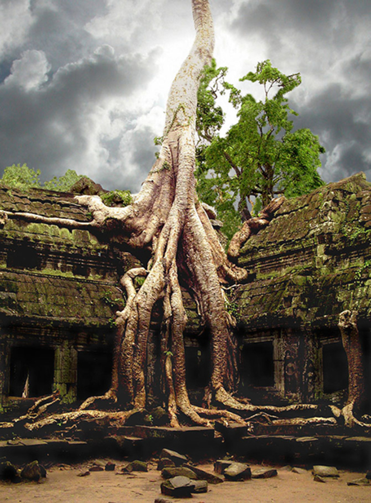 Симбиоз дерева с храмом - фото