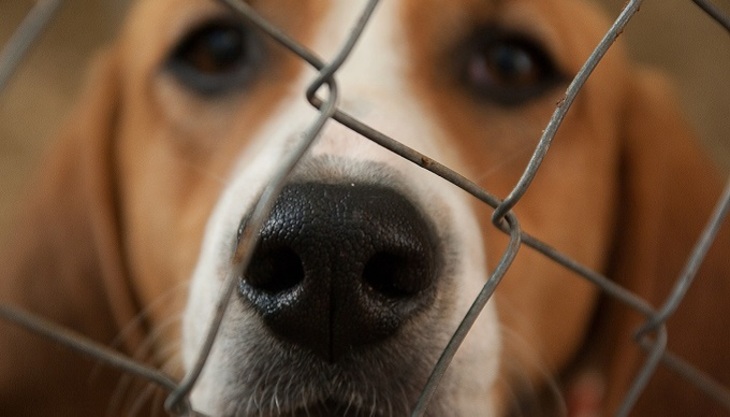 Тверской приют незаконно усыпил более 200 собак в целях экономии - фото