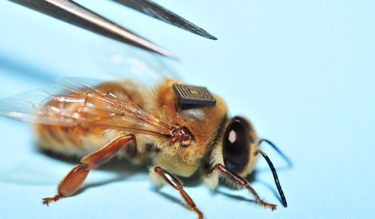 Кто виновен в гибели пчел? - фото
