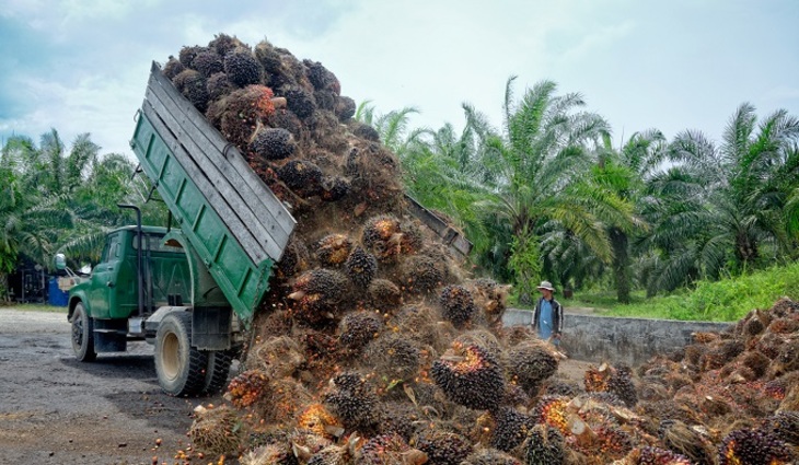 Пальмовое масло - новая экологическая угроза - фото