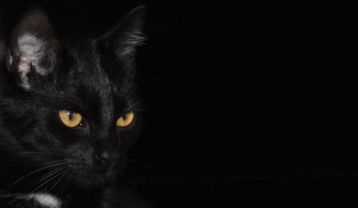 Для кого опасна черная кошка? - фото