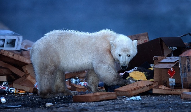 Нашествие белых медведей спровоцировали люди - фото