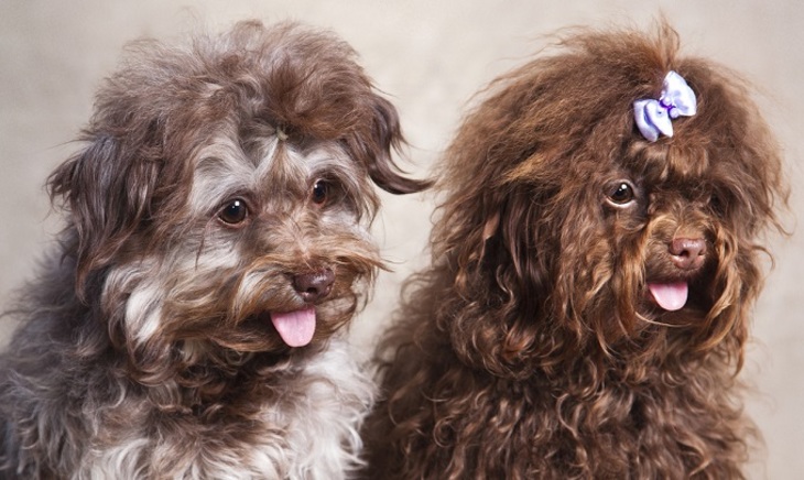 Русские собаки, завоевавшие мир - фото