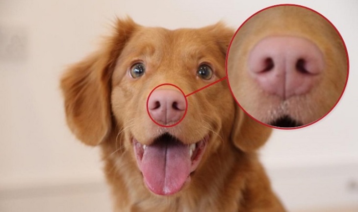 Собачий нос - особая примета - фото