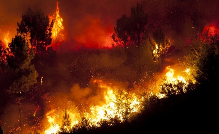 Причины лесных пожаров – мнимые и реальные - фото