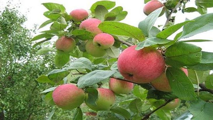 Расцветали яблони на груше… - фото