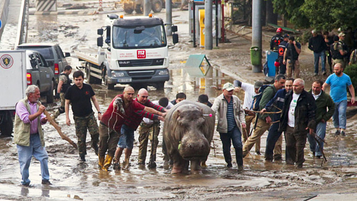 Вой из воды. Почему Тбилисский зоопарк оказался заложником наводнения: подробности и версии трагедии - фото