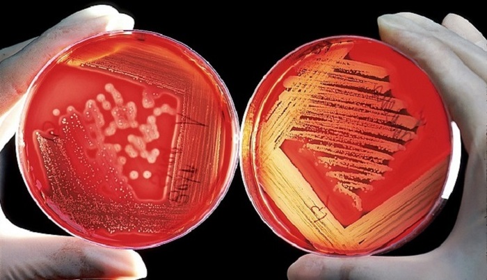 Сколько бактерий в нашем кишечнике? - фото