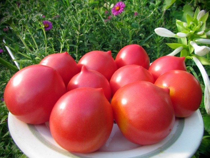 Почему томаты носаты - фото