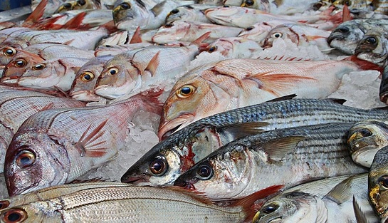 Рыбой по санкциям: Россия становится крупнейшим поставщиком морепродуктов