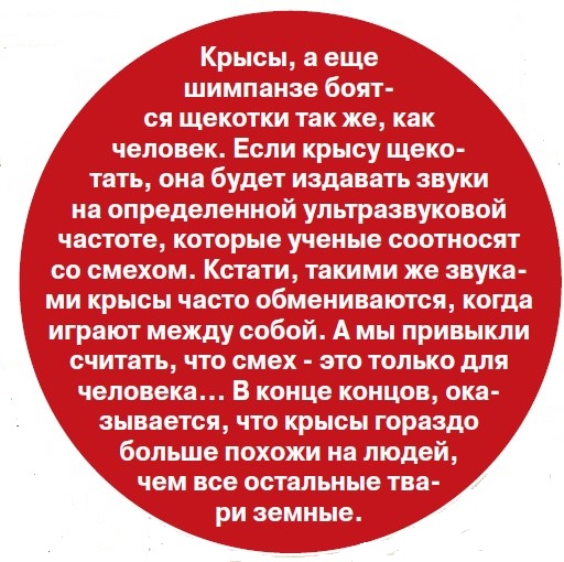 Крысы - будущие хозяева Земли?