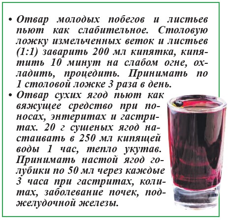 Голубика: кисло-сладкая, но полезная