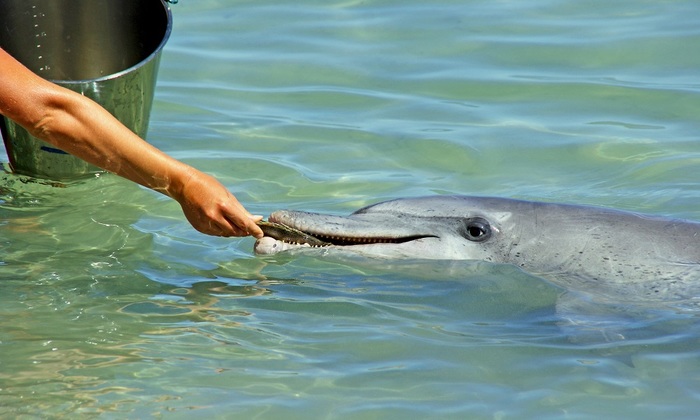 Лечебница для дельфинов - фото