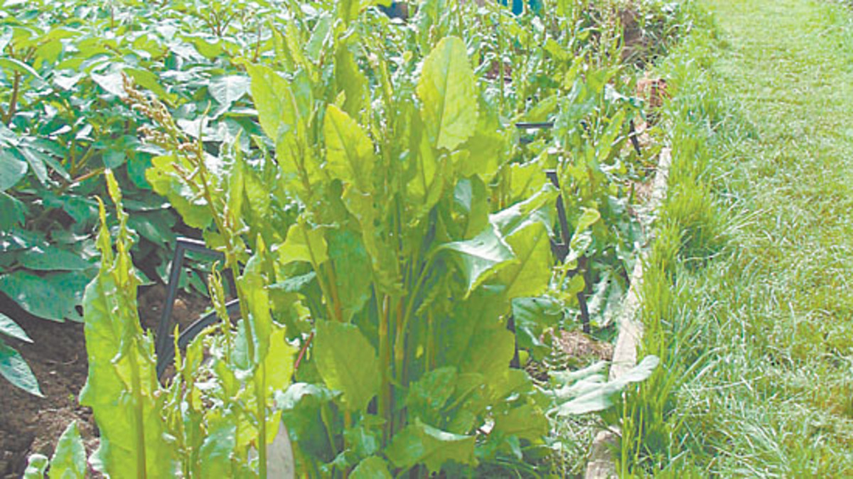 Рецепты с использованием щавеля