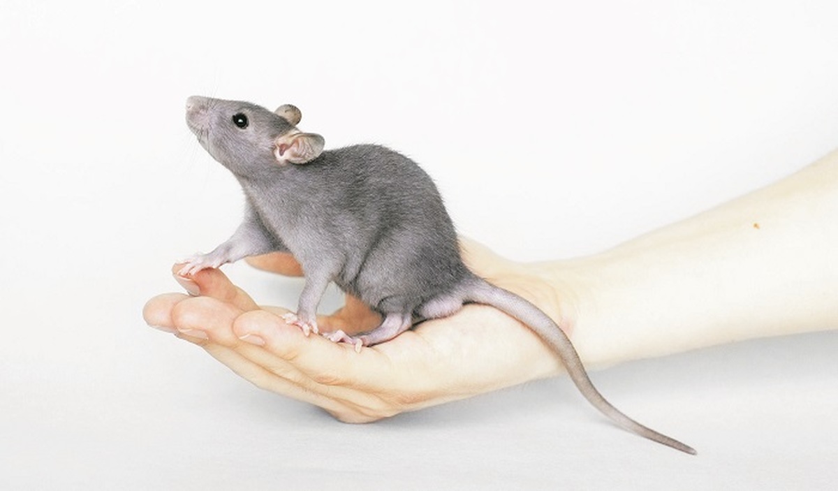 Гамбийская сумчатая крыса. Крысы боятся рук. Почему все боятся крыс. Крыса в руке. Крысы боятся рук.