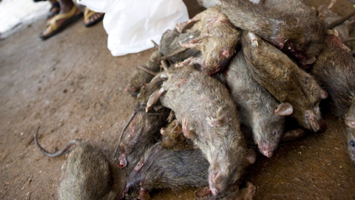 Пешавар оккупировали гигантские крысы - фото