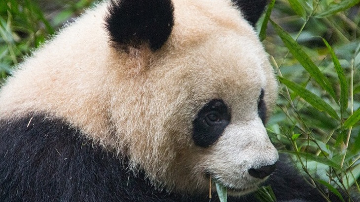 Китайца за убийство панды приговорили к 13 годам тюрьмы - фото