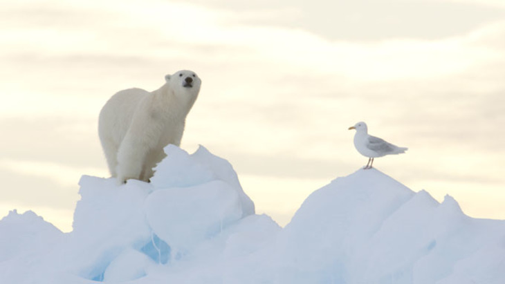 «И в Арктике, и в Антарктике шутки и юмор всегда невольно соседствовали с трагедиями» - фото