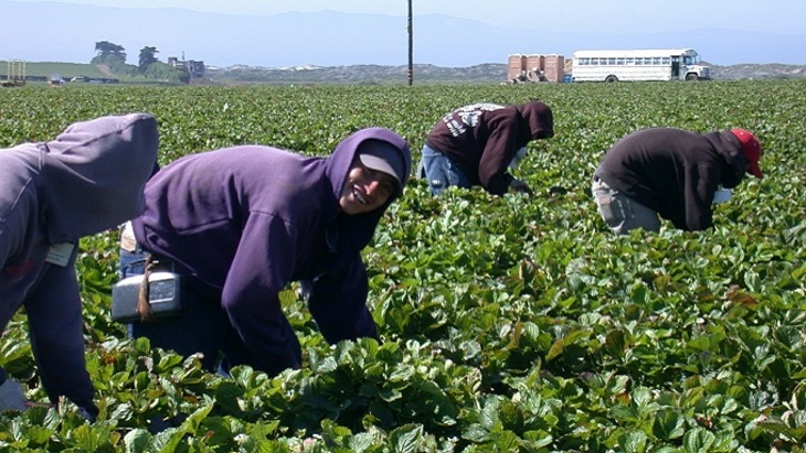 Финские фермеры богатеют на труде украинских рабов - фото
