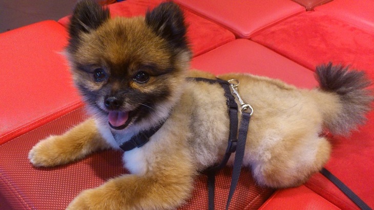 В Якутии бухгалтер похитила 6 млн рублей якобы на покупку собаки - фото