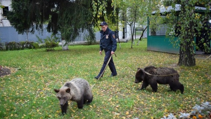 У полицейских Зеленограда появились медведи - фото