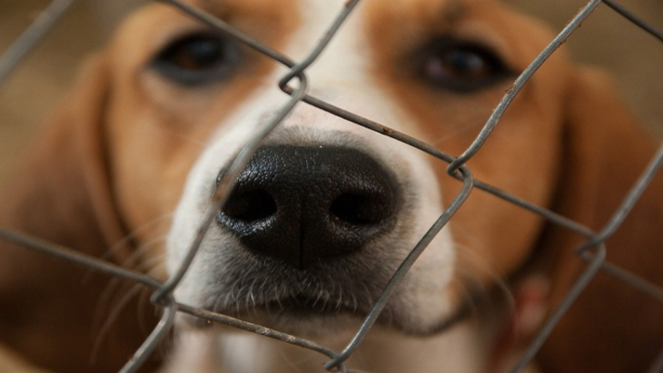 Гуманист Онищенко предложил убивать «лишних» собак - фото