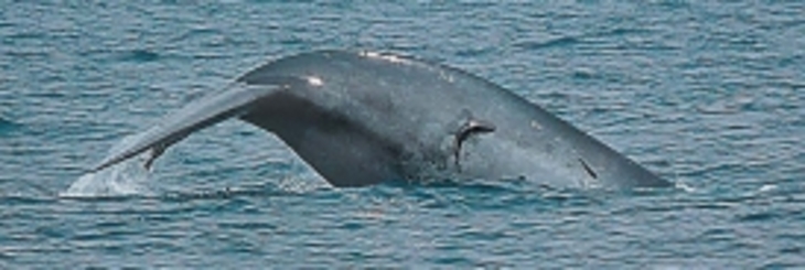 НАТО обрекло на гибель китов - фото