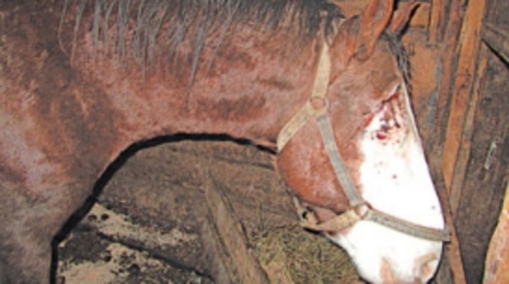 Жители Новоуральска всем городом спасли лошадь от гибели - фото