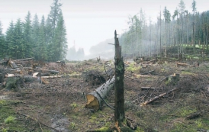 Русский лес: или сгорит, или вырубят - фото