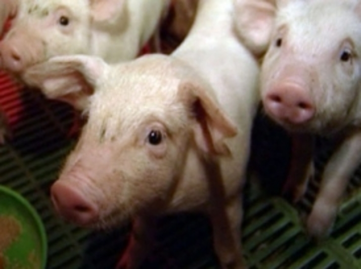 Африканская чума свиней обнаружена уже в 13 российских регионах - фото