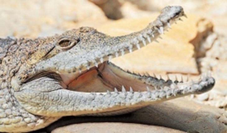 Крокодилу дантист не нужен - фото