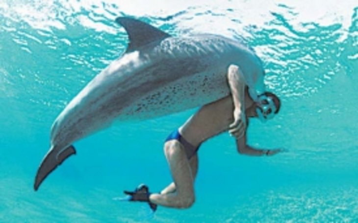 Дельфины угрожают жизни человека - фото