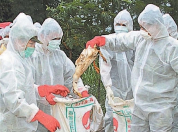 Птичий грипп косит китайцев - фото