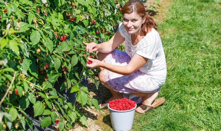7 способов приумножить урожай малины - фото