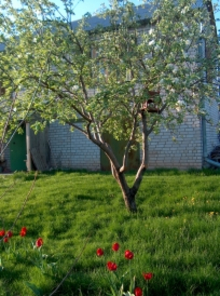 Яблони и груши из черенков - фото