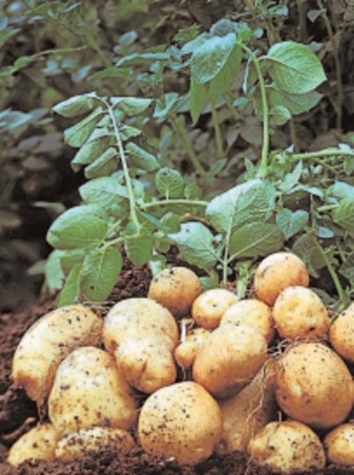 Спасти и сохранить картофель - фото