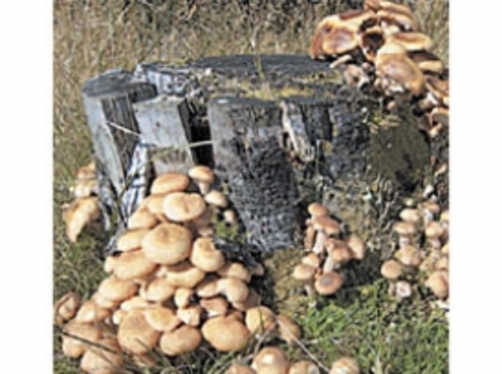 Зарази чурбан грибами - фото