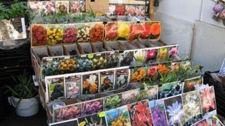 Самые популярные сорта семян у дачников в прошедшем сезоне - фото