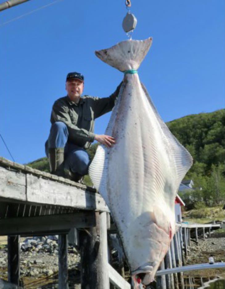 Норвежский рыбак вытащил палтуса весом 194 килограмма - фото