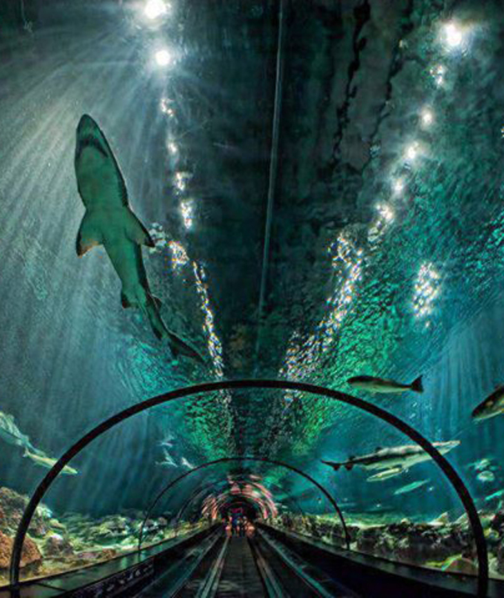 Тоннель сквозь аквариум с акулами - фото