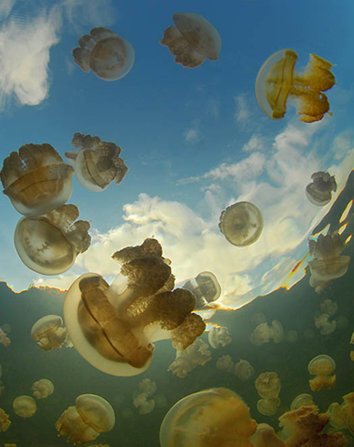 Озеро медуз - фото