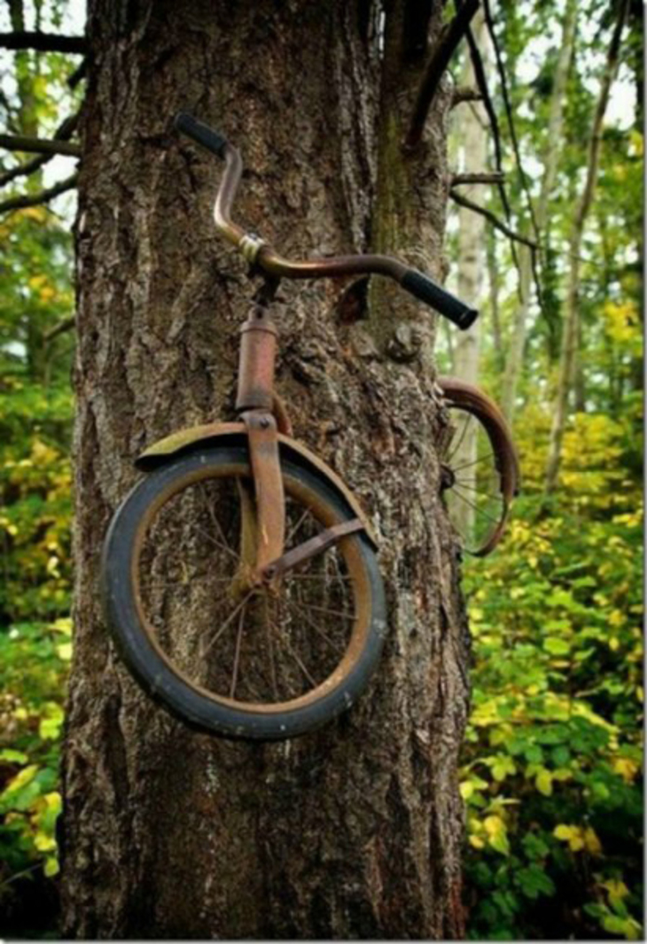 Велосипед в дереве - фото